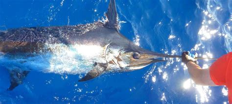The Secrets of Blue Marlin Fishing Charters: Insider Tips